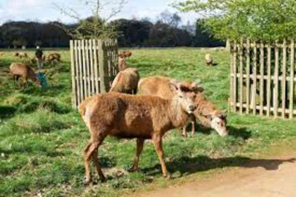 Dogs owners advised to keep dogs on leads in local parks