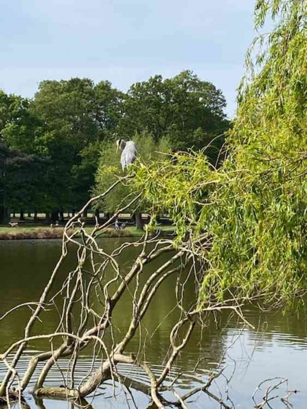 Grey heron poised to pounce in Bushy Park - Photo by TNN