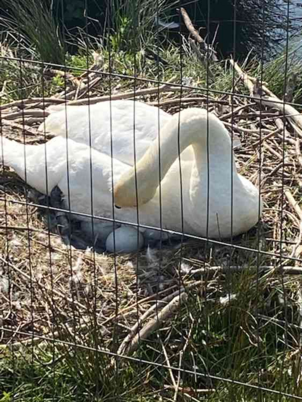 Swan guards its precious eggs in cordoned off area in Bushy Park - Photo by TNN