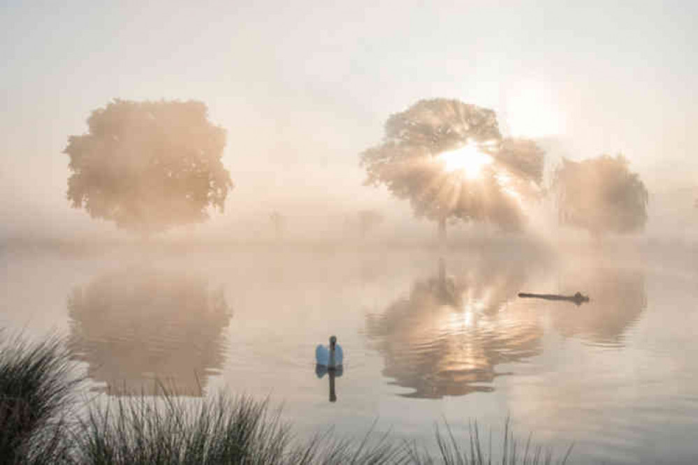 Swan-rise over misty Boating Pond at 6.15am today (Photo by Sue Lindenberg)