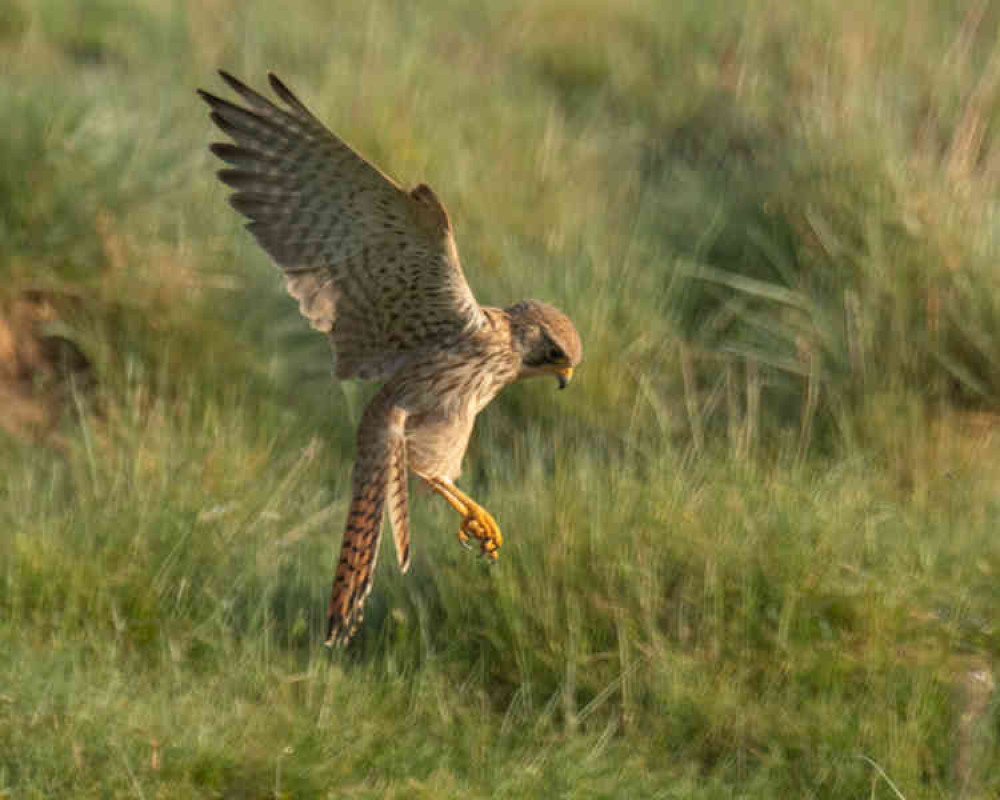 Kestrel manoeuvres for prey in Home Park at 6.45am (Photo by Sue Lindenberg)