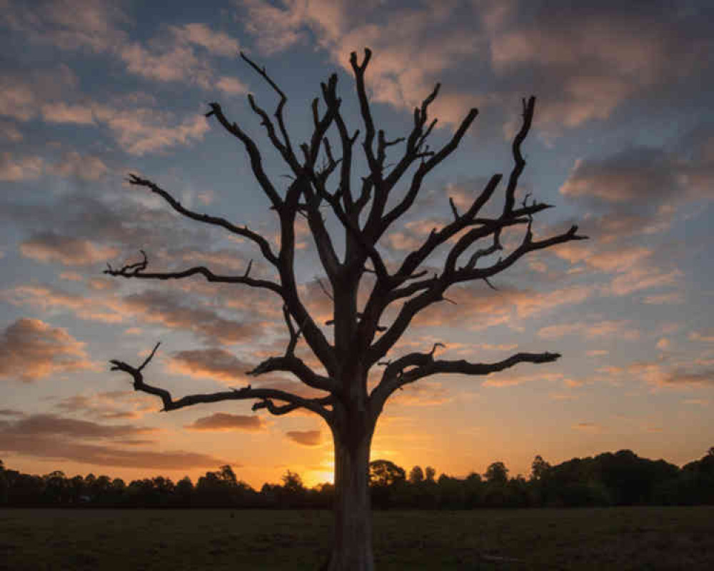 Skeleton tree silhouetted against the flame-like sunrise in Bushy Park at 5.32am