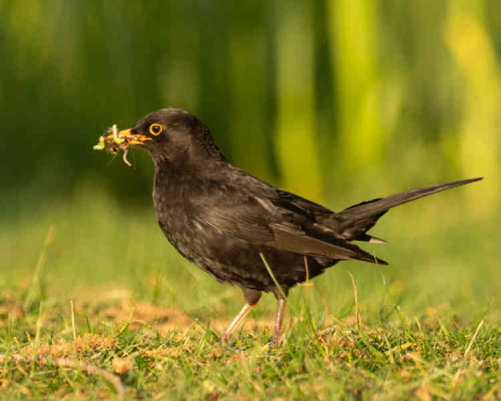 Female blackbird finds breakfast in Home Park at 6.18am (before the cafes open!)