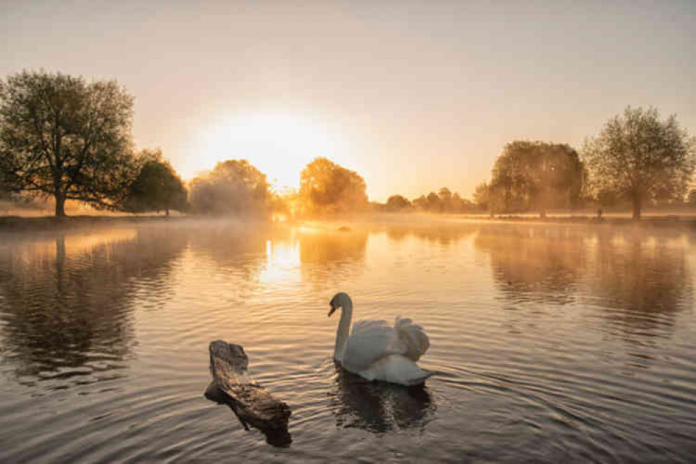 Bushy Park images at dawn