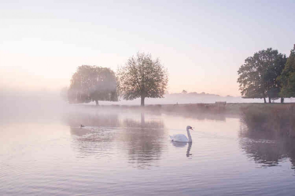 Swan Like - Act One  (Artistic Director, Sue Lindenberg)