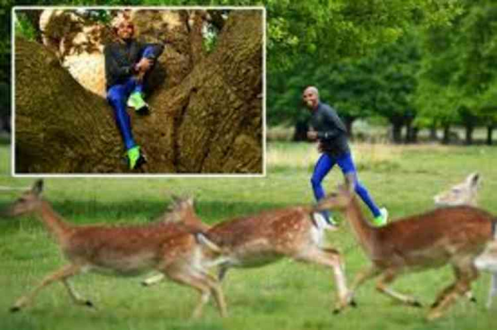 Ready, steady MO -  Richmond Park deer know nothing of their rival's reputation..