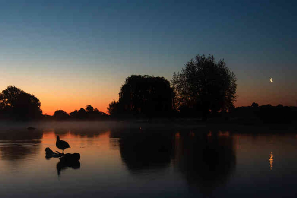 The thumbnail moon appears to be sneaking out over Bushy Park (Photo by Sue Lindenberg)