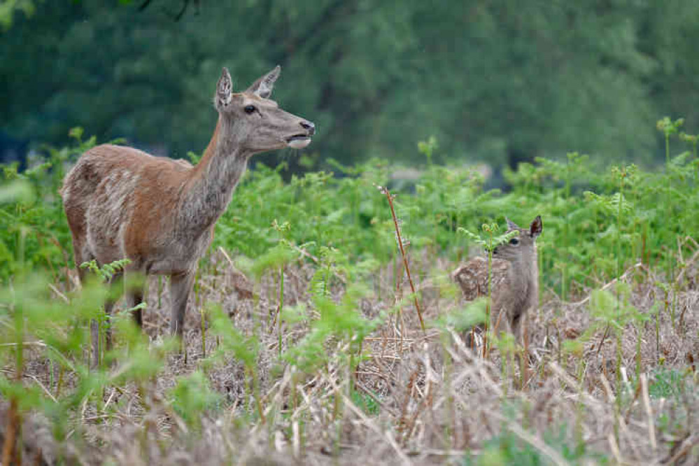 Baby deer in Bushy Park (Photo: Amanda Cook)