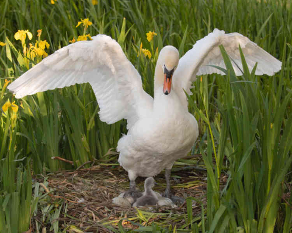 Swan keeps an eye on freshly-hatched fluffy cygnets with more to come