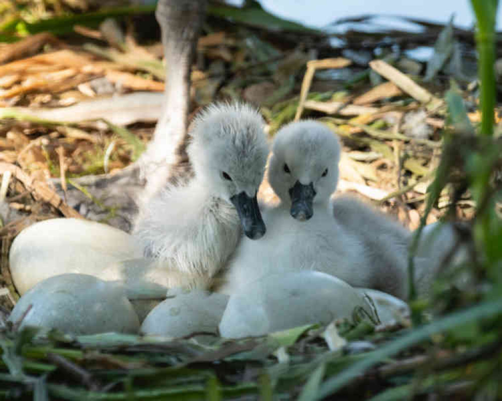 Welcome to our new world.......good luck ducklings