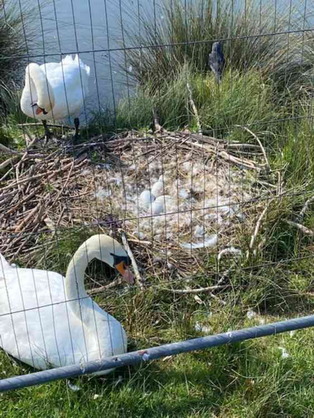 A rare glimpse of the six eggs waiting to hatch in the nest in Bushy Park A rare glimpse of the six eggs waiting to hatch in the nest in Bushy Park