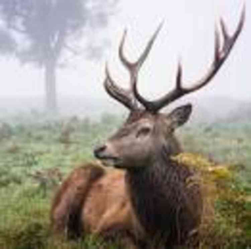 as picturesque as a stroll around Richmond Park may be, always be wary of their inhabitants, warns Vet4life