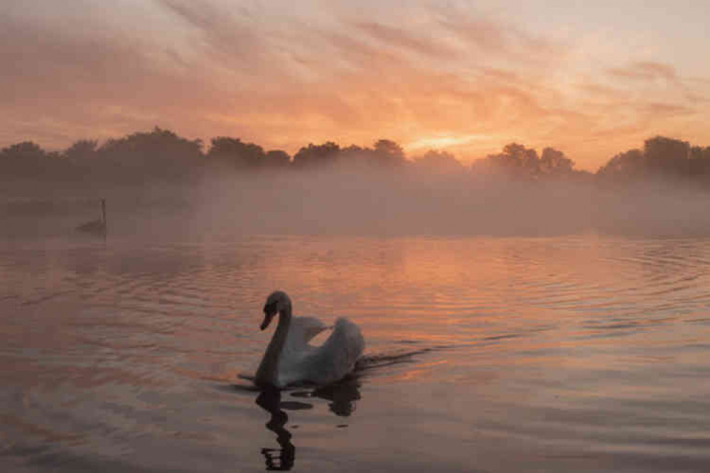Stunning Sunday images from Bushy Park (Photos by Sue Lindenberg) Stunning Sunday images from Bushy Park (Photos by Sue Lindenberg)