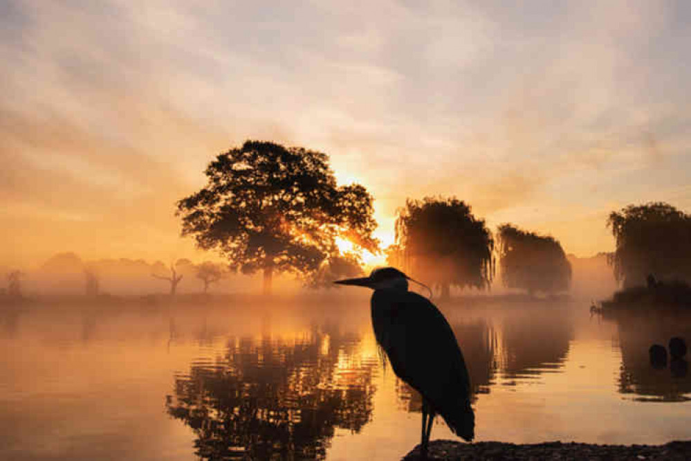 Statue-like heron stands guard in Bushy Park Statue-like heron stands guard in Bushy Park