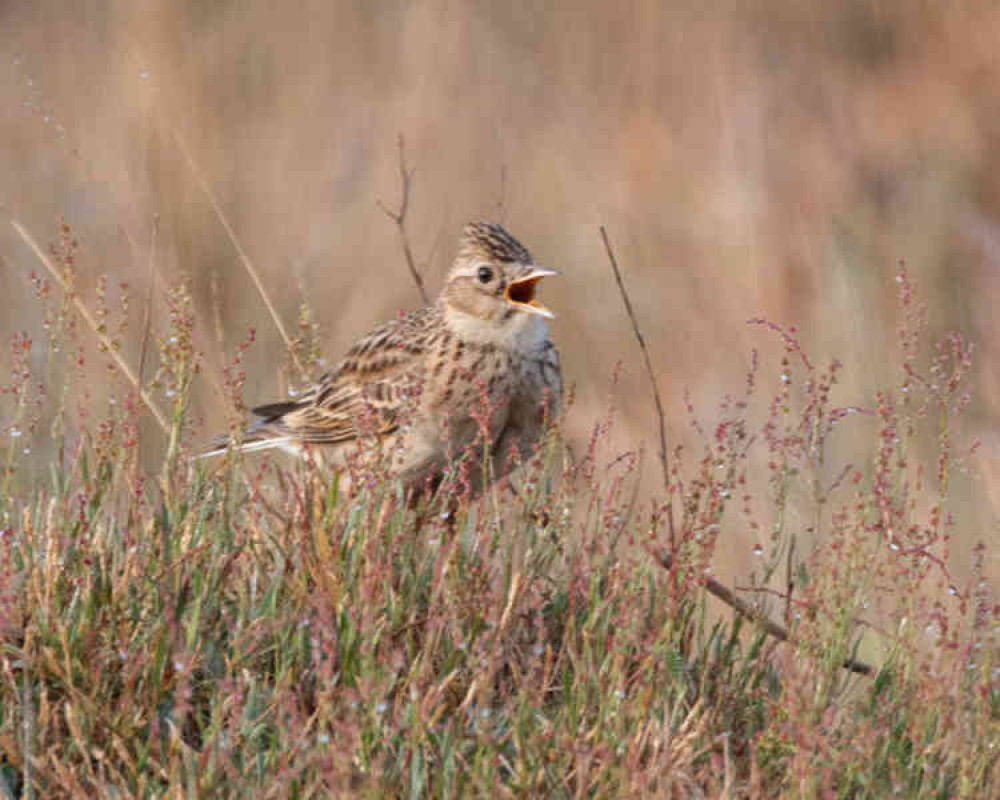 Skylarks rarely photographed so closely Skylarks rarely photographed so closely