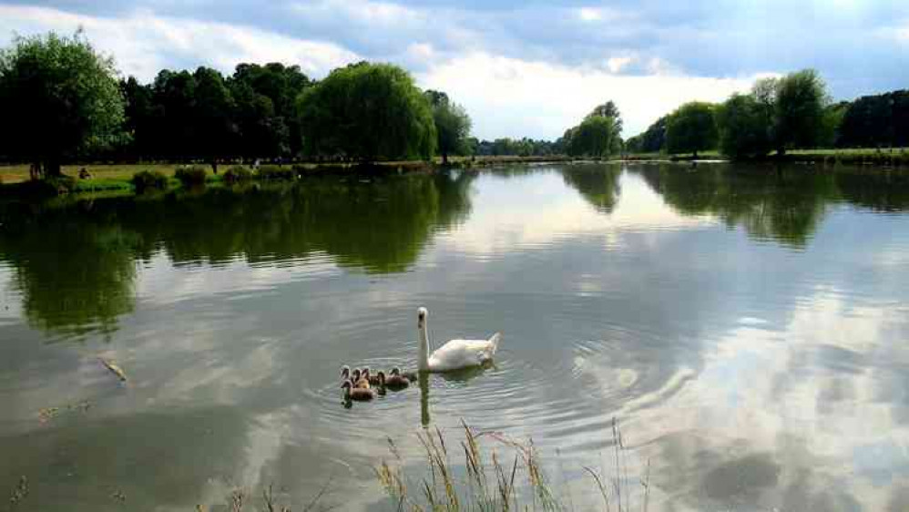 Keeping an eye on cygnets (Photo by Carol Whichelo)