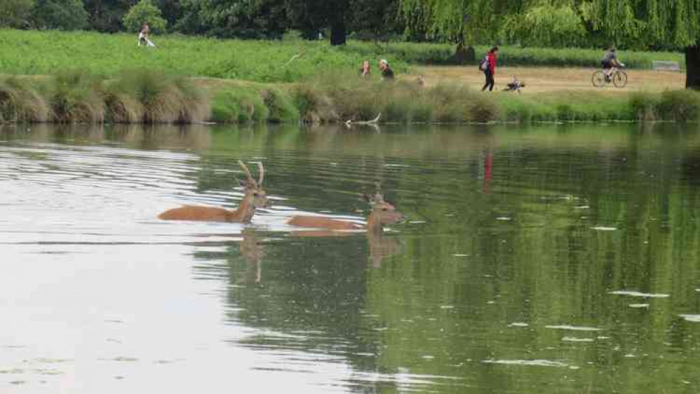 Keeping head above water (Photo by Carol Whichelo)