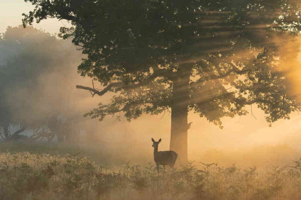 Sun rays help silhouette a young fawn in the misty dawn in Bushy Park (Photo by Sue Lindenberg)