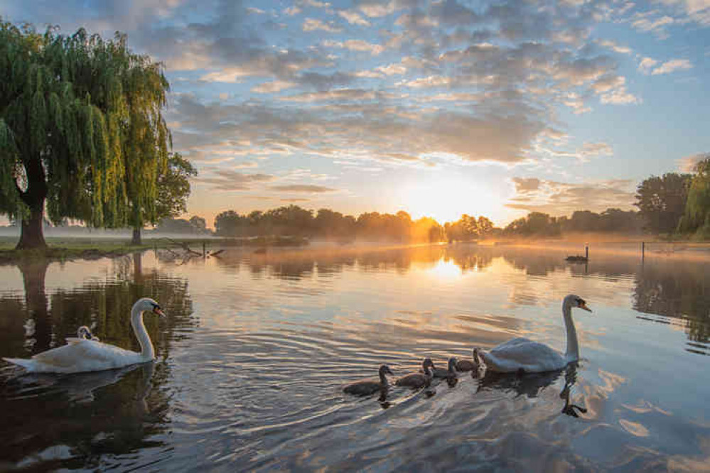 Sunrise welcomes the swans in Bushy Park