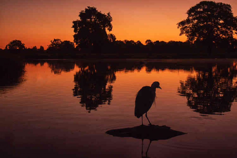 A Heron on the Boating Pond