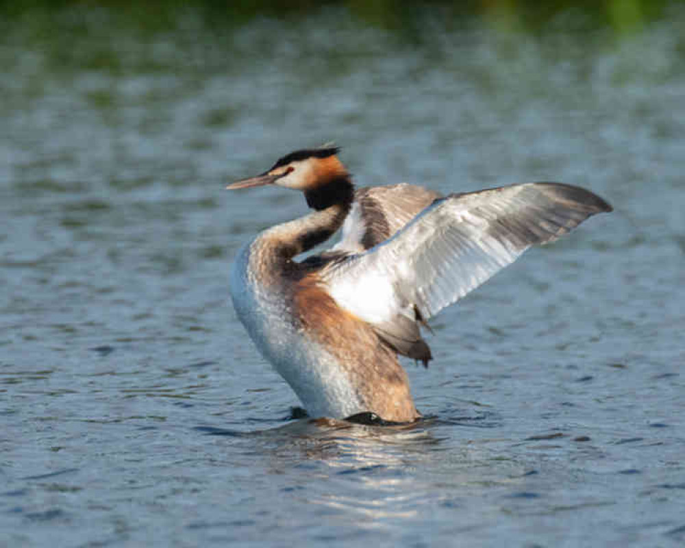 Great Crested Grebe