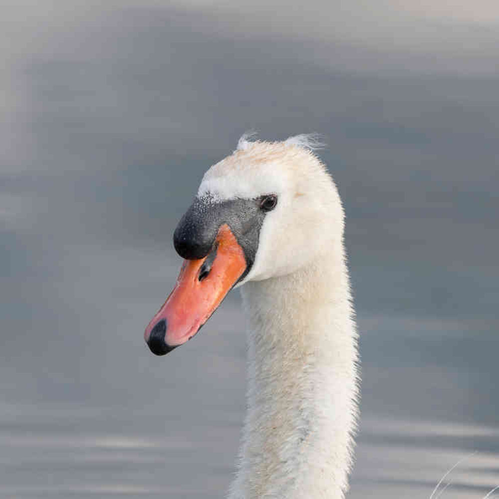 A swan in Home Park