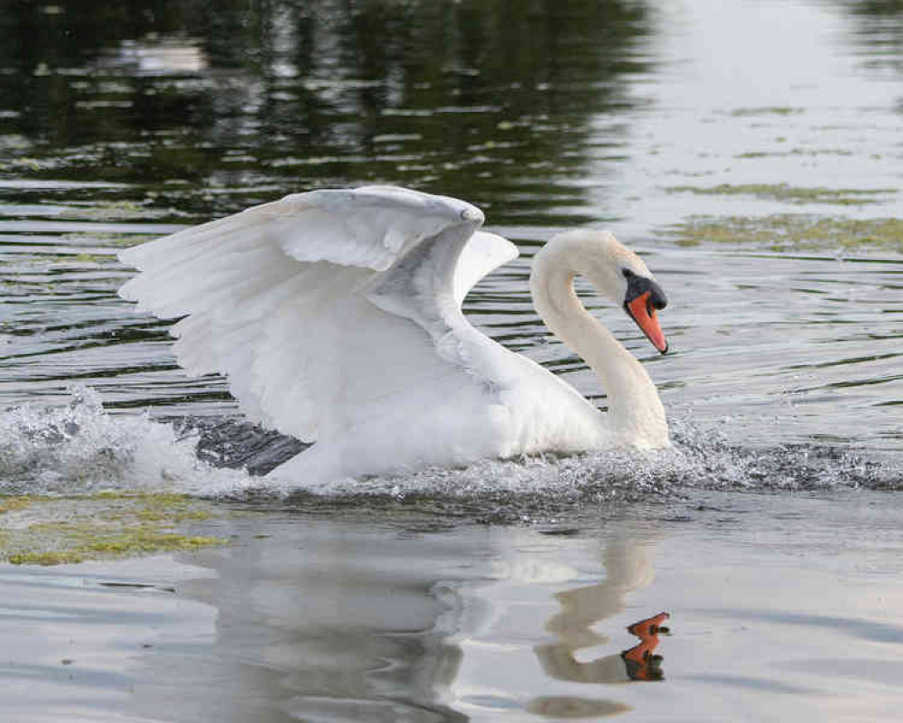 A swan in Home Park