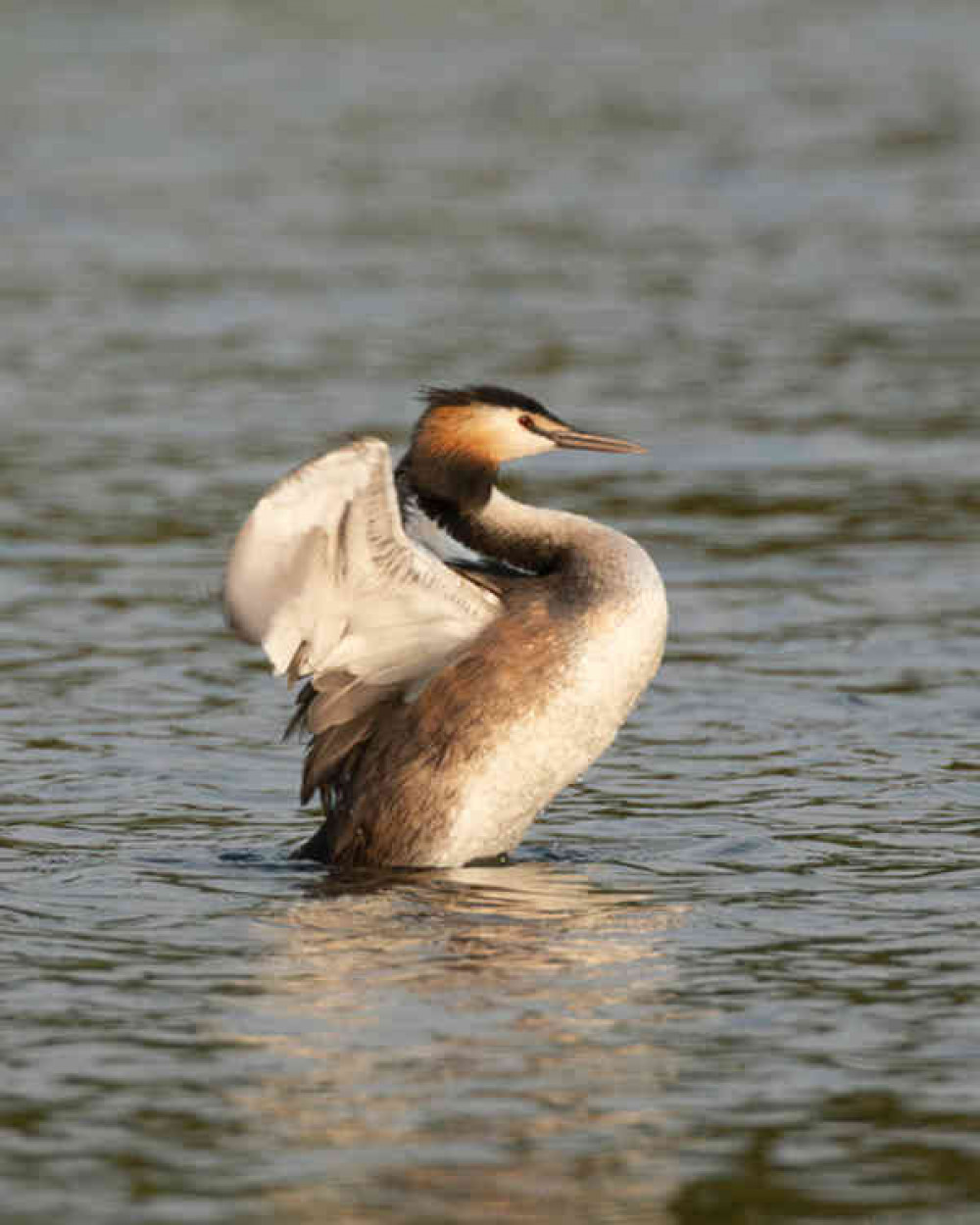 Great Crested Grebe