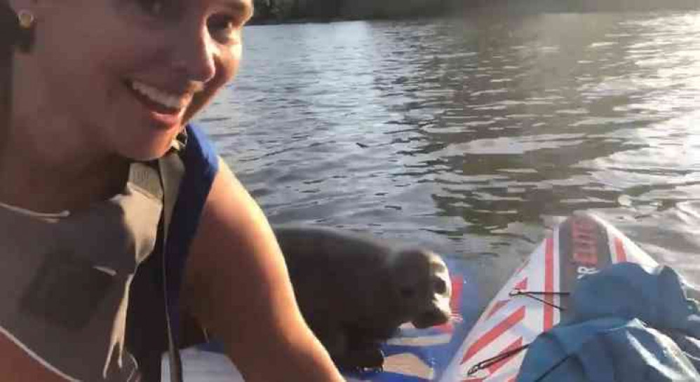 Screenshot of Tara and Dana's ecounter with a seal