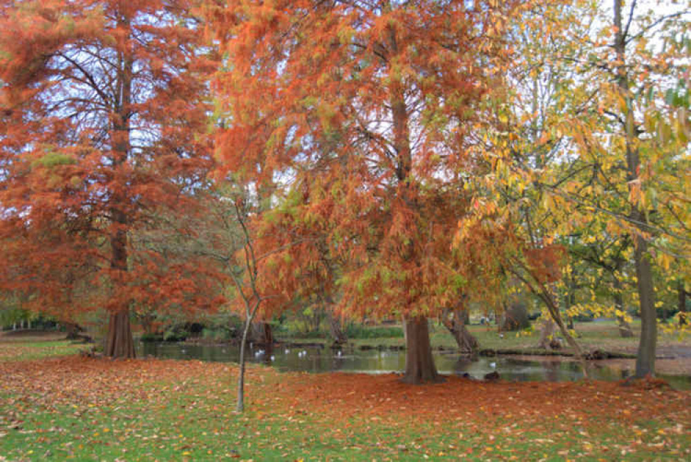 The Woodland Gardens in Bushy Park