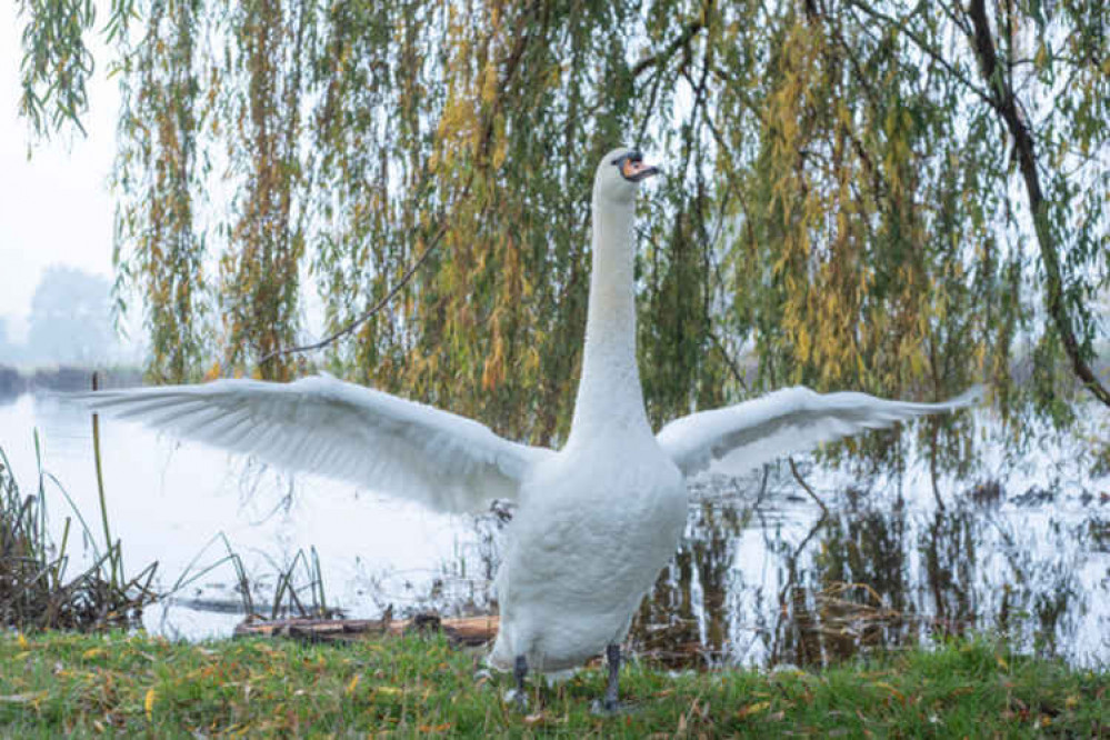 A magnificent swan