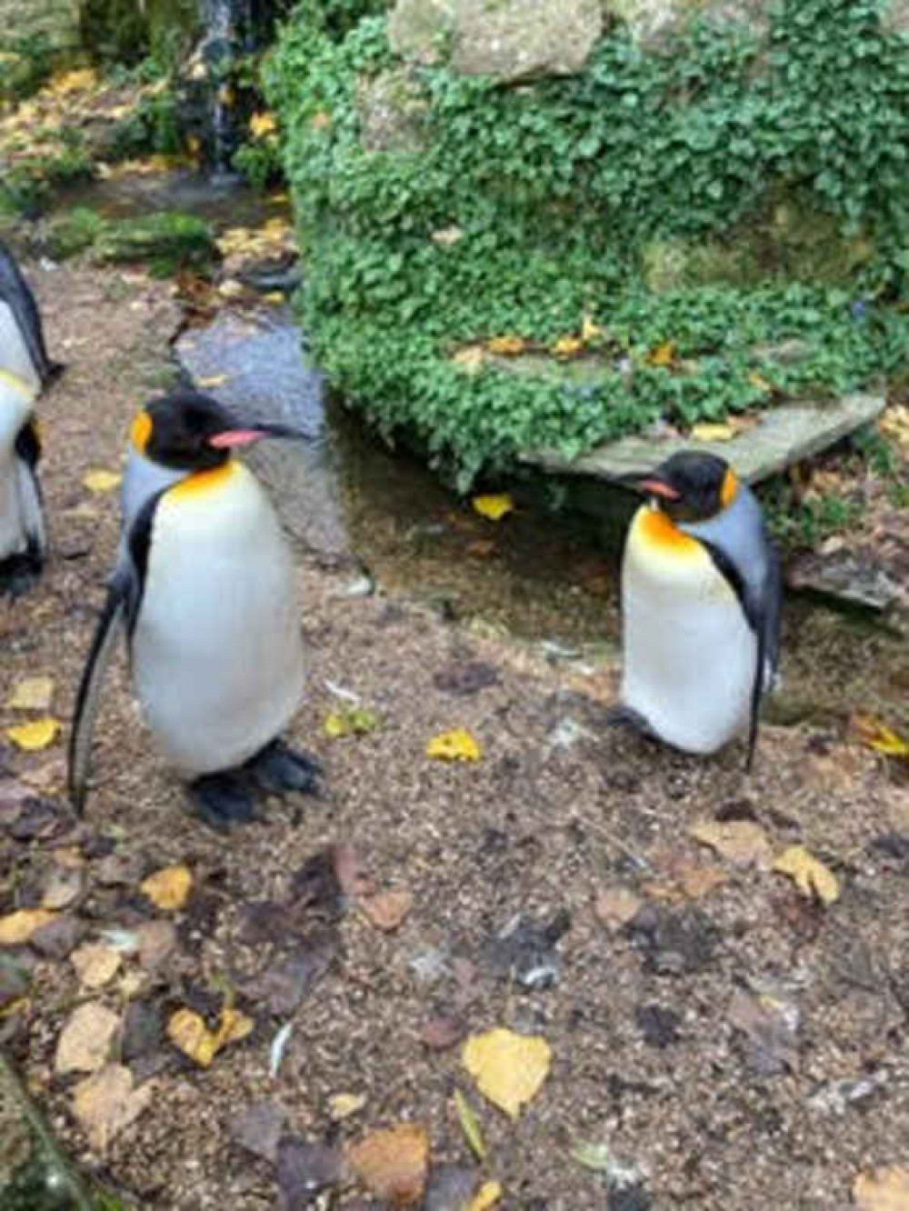 A snap of some penguins A snap of some penguins