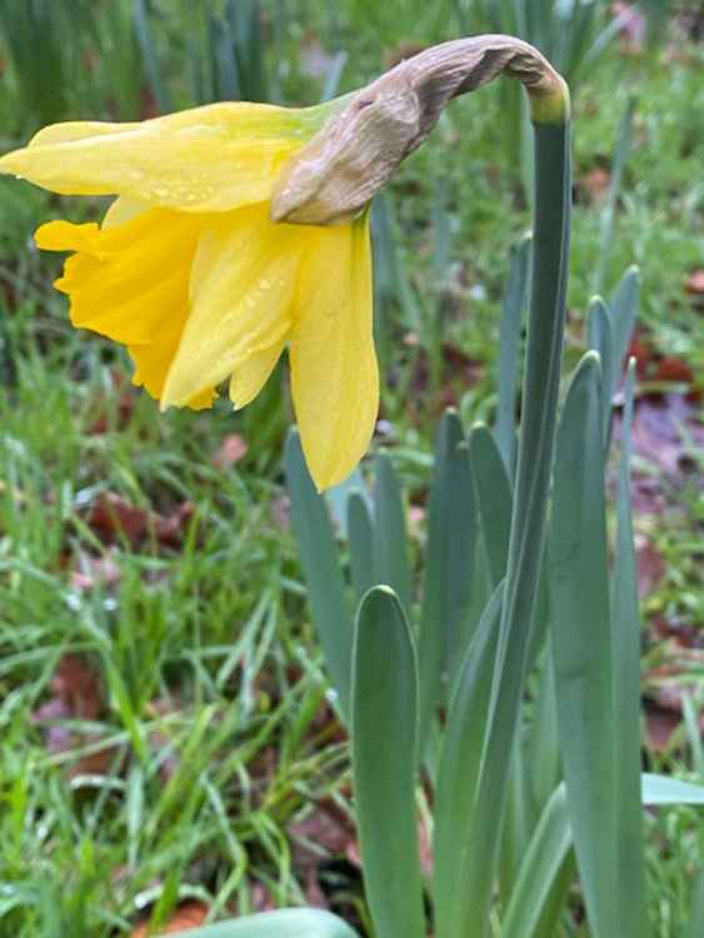 The daffodils in Home Park