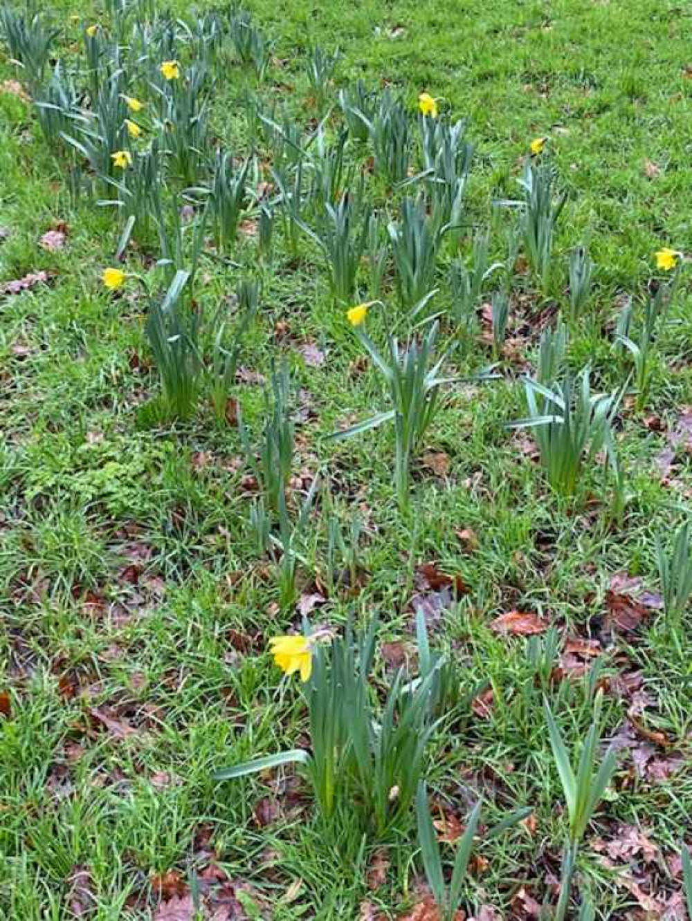 The daffodils in Home Park