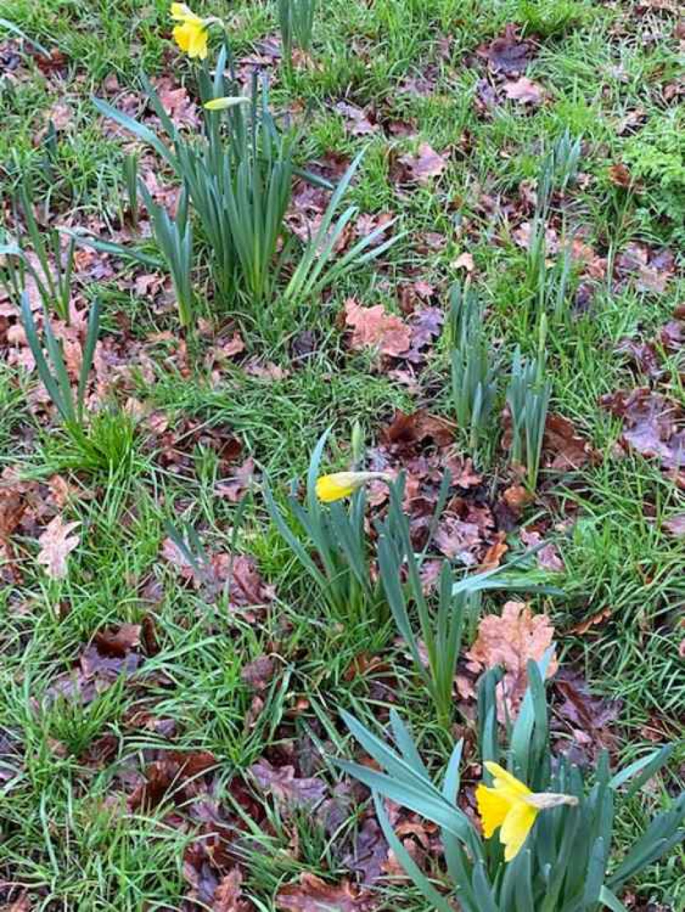 The daffodils in Home Park