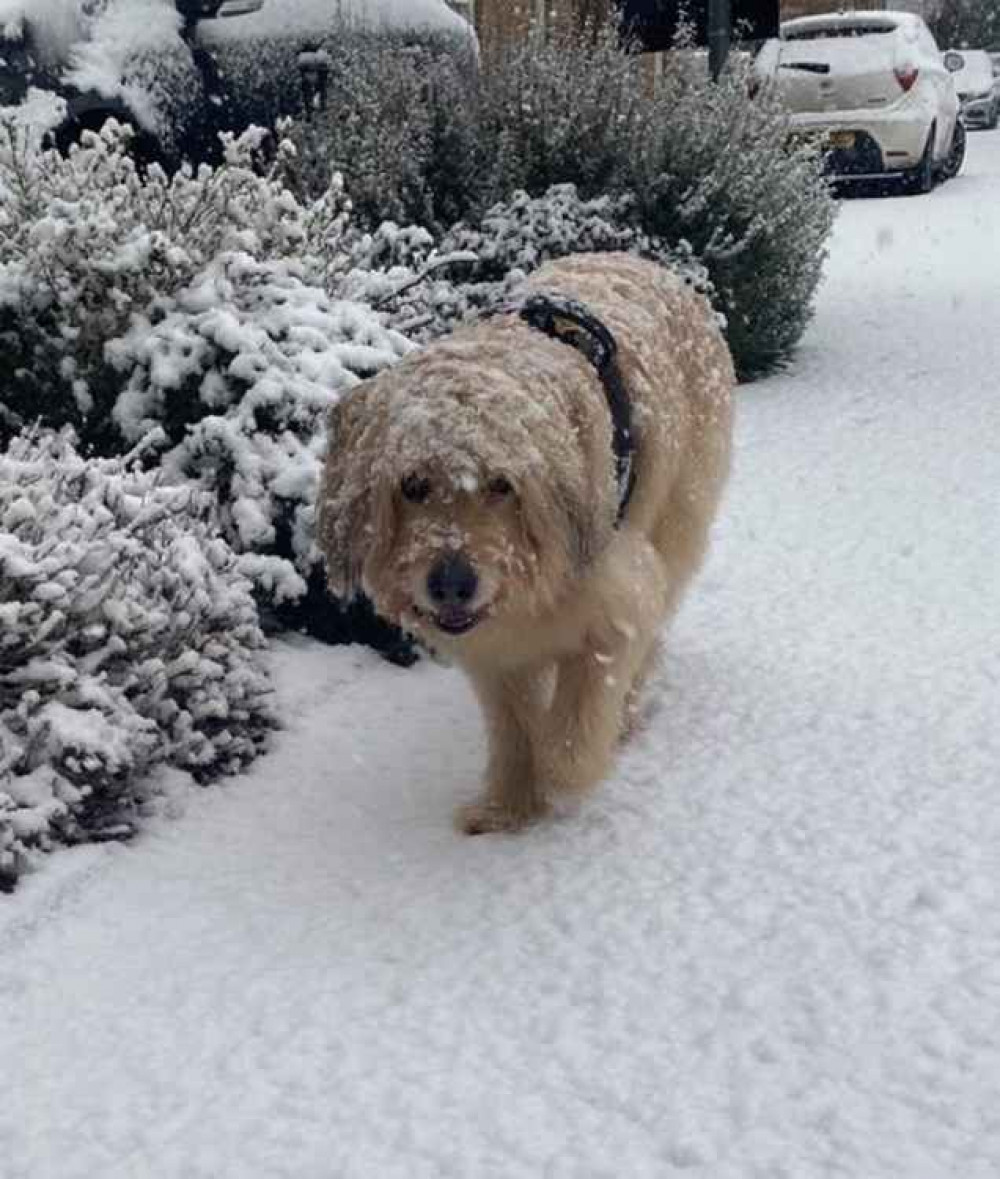 Alfie the Dog Credit: Michael Khan