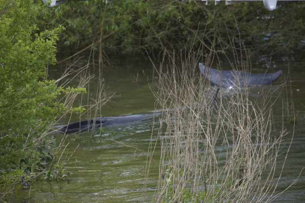 The calf then became stuck by the undergrowth around the Flying Cloud Cafe