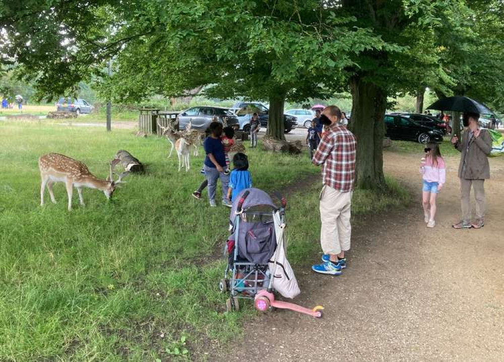 People were seen getting close to deer in Richmond Park yesterday (Image: Royal Parks police)