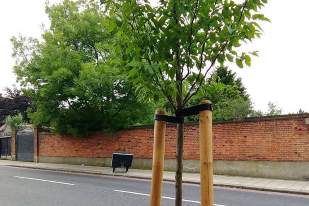 Richmond Council will be re-planting trees across the borough