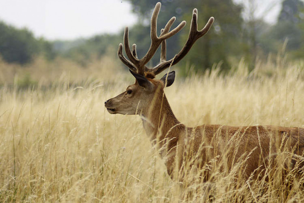 The annual deer cull in Bushy Park starts tonight (Image: David Fearon)