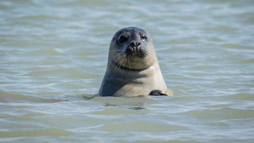 The Thames is an important conservation area for seals, experts say (Image: ZSL)