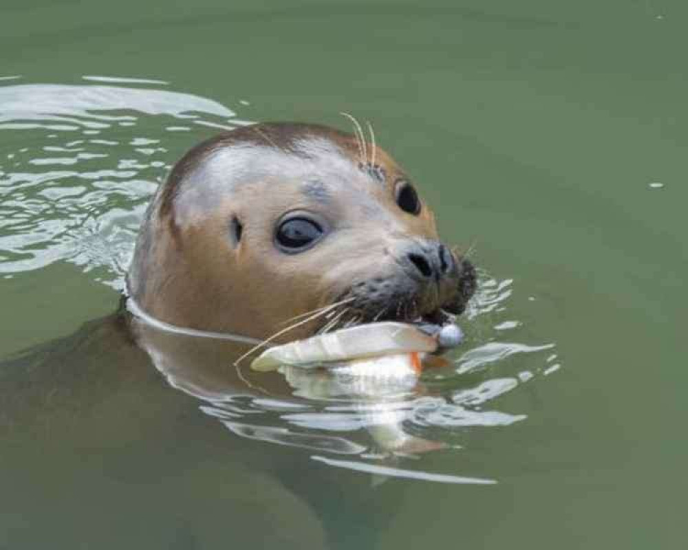 Teddington's beloved seal Freddie who visited our Lock in February this year (Image: Sue Lindenberg)