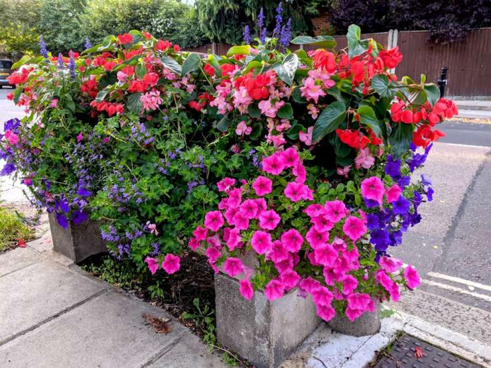 This planter in Teddington is looking pretty (Image: Ellie Brown)