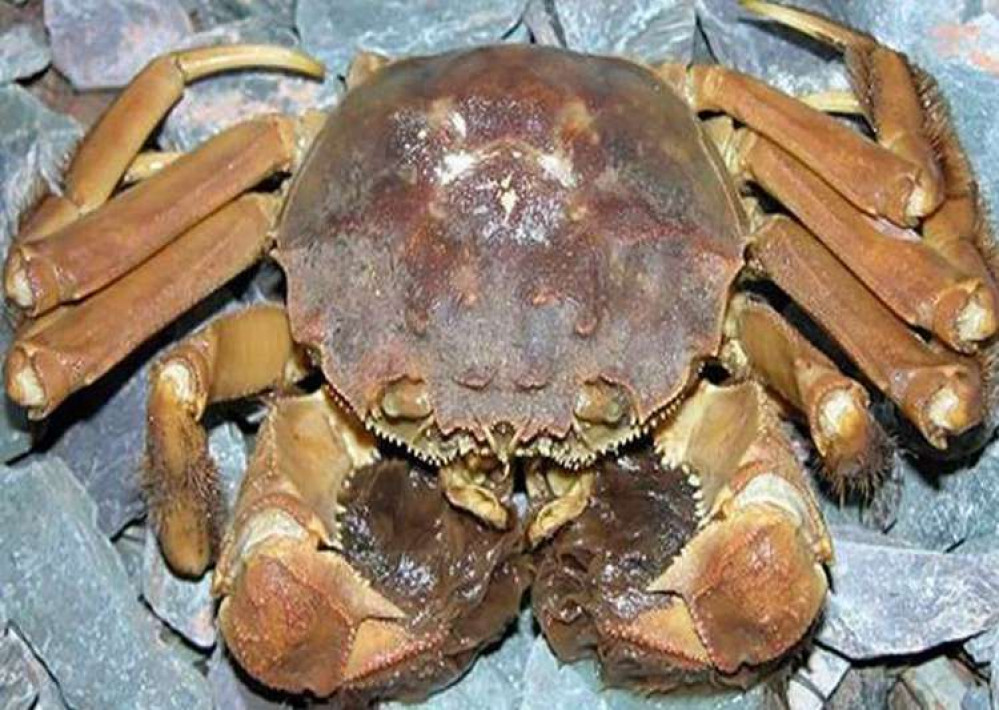 The crabs can grow as big as a dinner plate (Image: Natural History Museum)