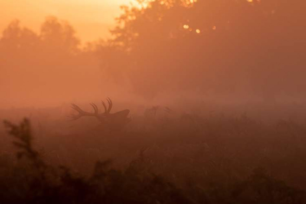 Teddington: deer in the morning mist at Bushy Park (Credit: Stephen Darlington)