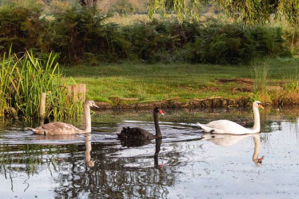 Swans in Teddington's Bushy Park - spot the odd one out (Credit: Sue Lindenberg)