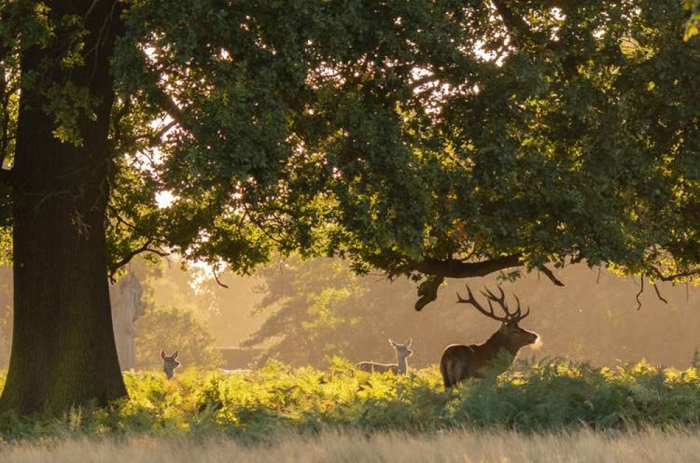 Teddington's Bushy Park is lovely to visit on a Sunday (Image: Sue Lindenberg)