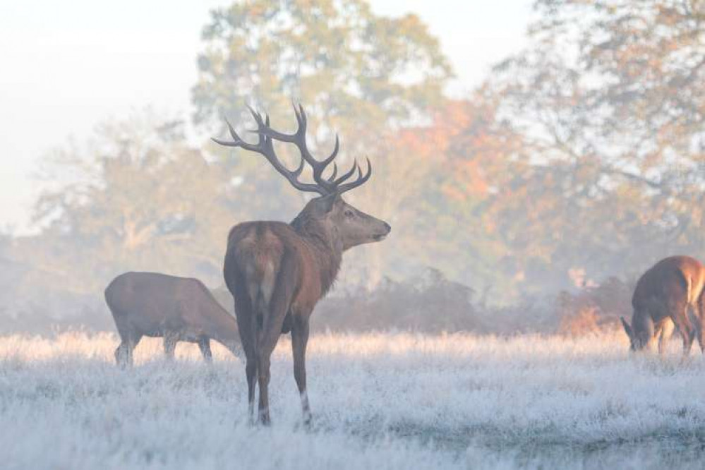 Teddington: A wintery morning in Bushy Park yesterday (Image: Sue Lindenberg)