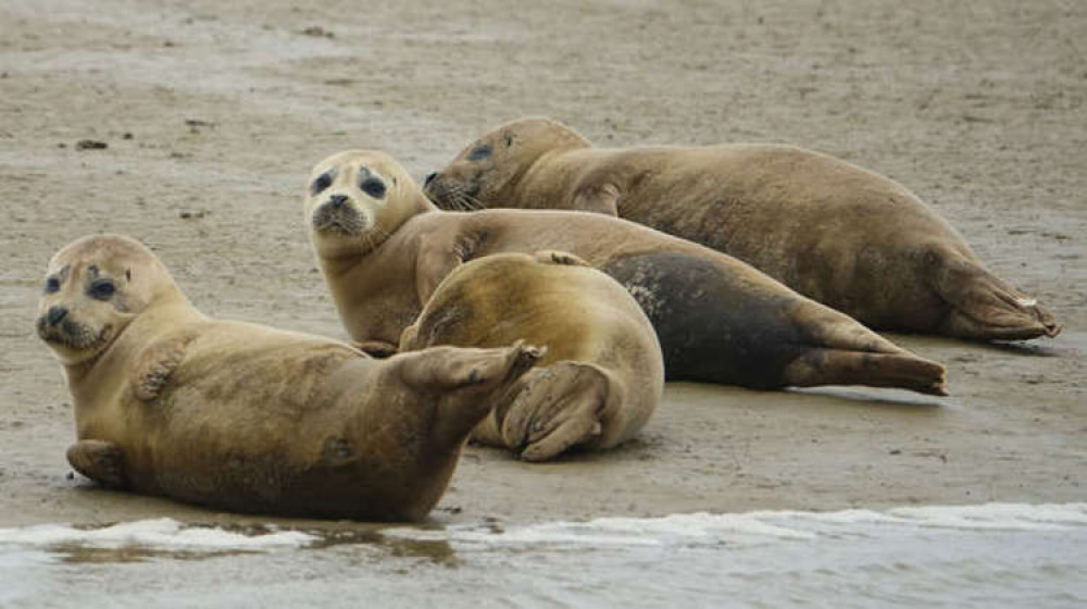 As do seals - though this won't surprise Teddington readers (Image: ZSL)