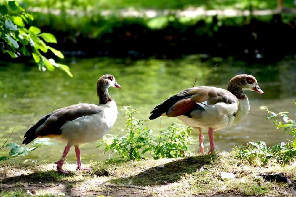 Egyptian Geese in Bushy Park (Image: Maxwell Davies, CC BY 2.0)